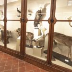 Una teca dello storico Museo di zoologia | Foto R. Valterza 